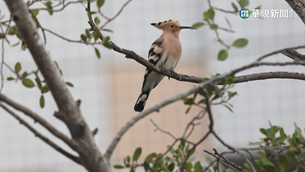 頂龐克頭　以色列國鳥「戴勝」現蹤雲林斗六