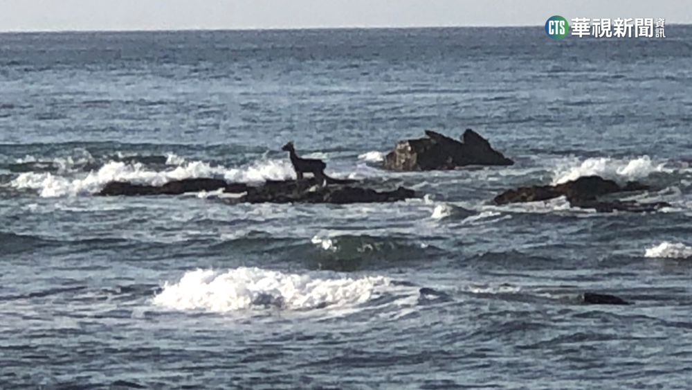 梅花鹿受困海上礁石？　專家:免緊張牠們會游泳