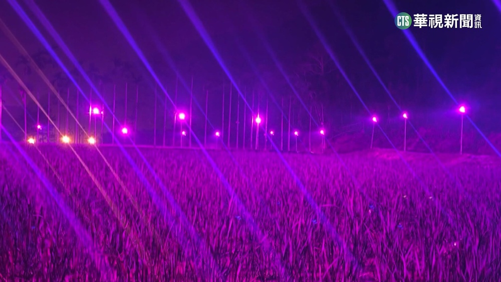 埔里夜晚現「神秘紫紅光」　專家:茭白筍燈照設備