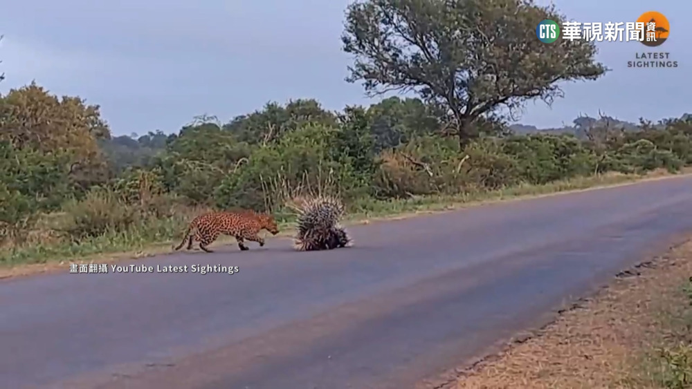 花豹遇"棘手"強敵 豪豬夫婦護子"展刺成牆"
