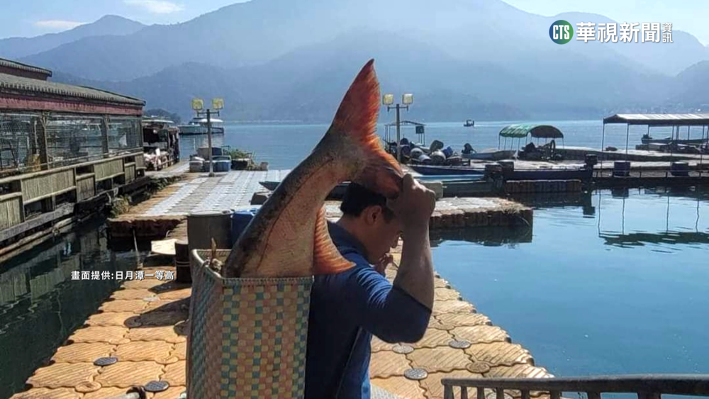 重45台斤.長110公分　日月潭捕獲巨無霸大頭鰱