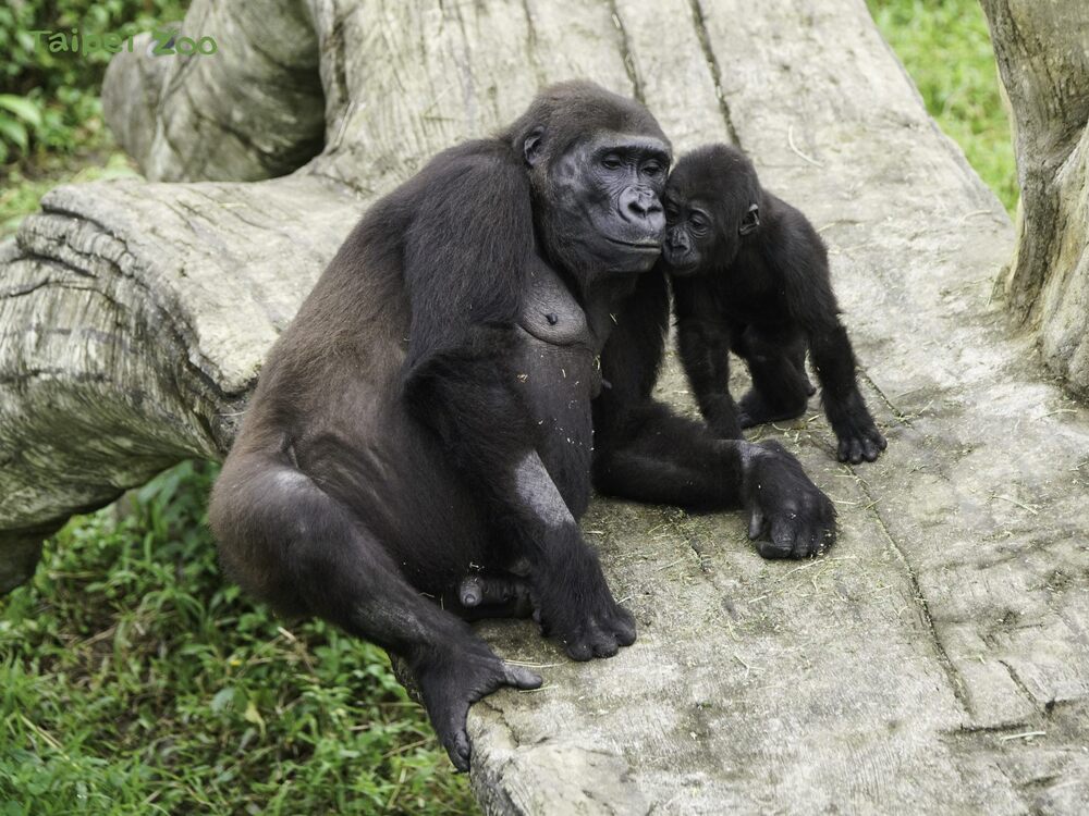 「Ringo」與媽媽  / 圖片來源 北市立動物園