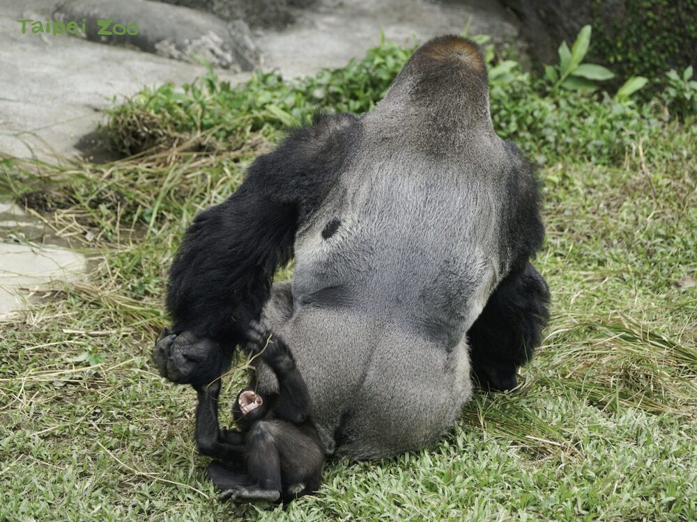 兄弟倆除了會互相摔角之外，也很喜歡把爸爸「D’jecoo」當玩具 / 圖文來源 北市立動物園