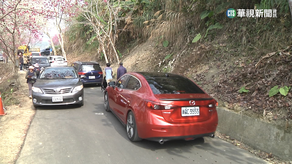 雲林草嶺櫻花盛開　　人車爭道亂象多
