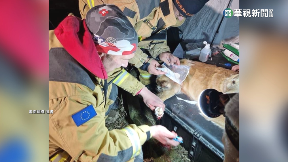 搜救犬腳滲血網轟「沒穿鞋？」　領犬員:看地形