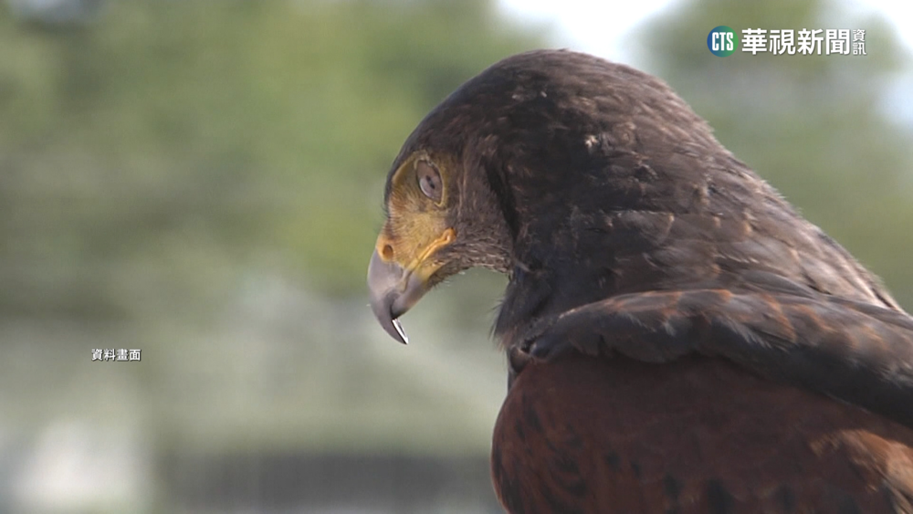 鮮蝦料理香味撲鼻　老鷹飛進餐廳搶食