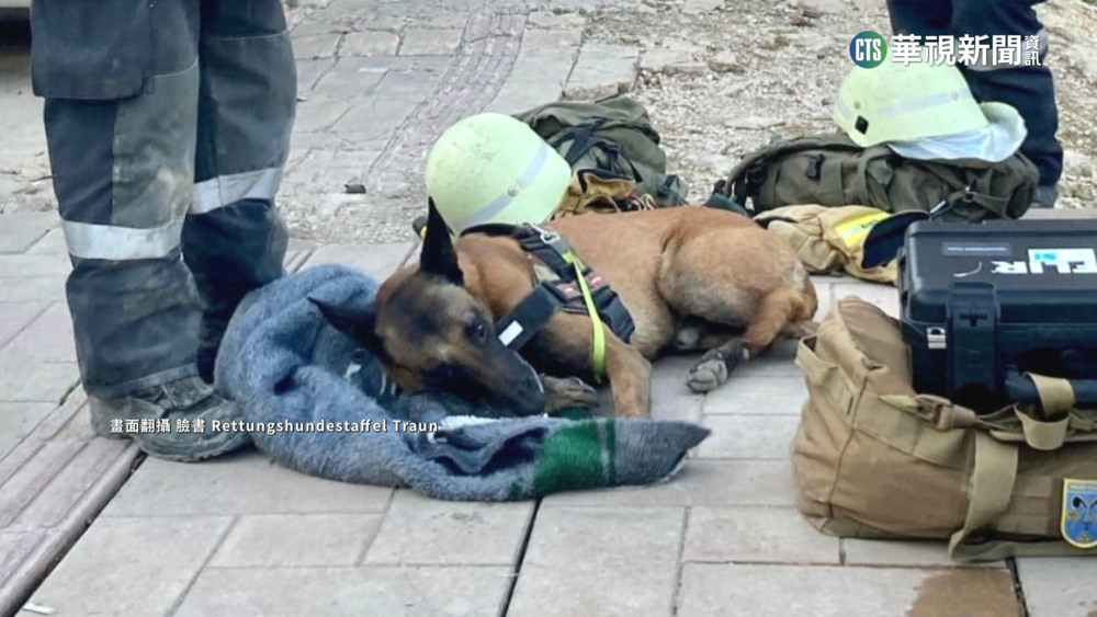 汪汪英雄災區救命！　踩「碎瓦礫」跛腿令人心疼