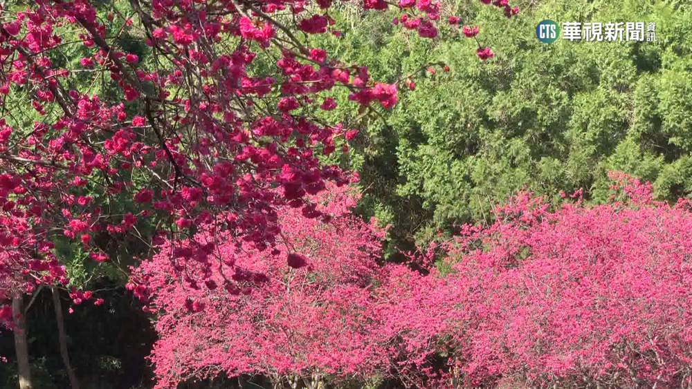 櫻花綻放！　把握寒假最後1天　家長帶孩子出遊