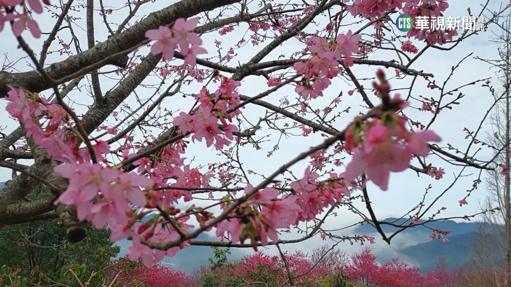 粉.桃櫻花交錯　蓮台山櫻花大道成打卡點