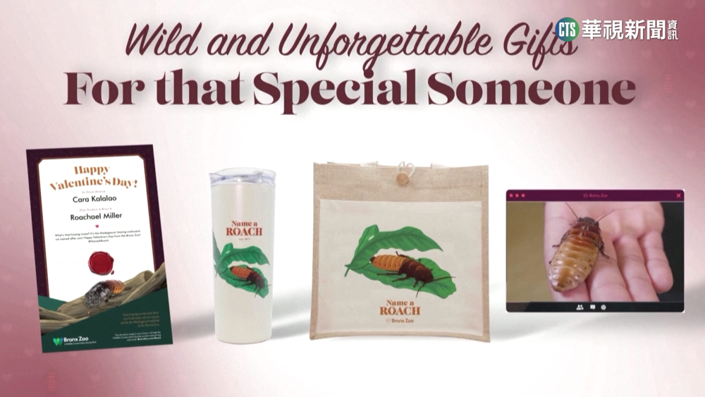 幫蟑螂取舊愛名字　動物園情人節另類商機