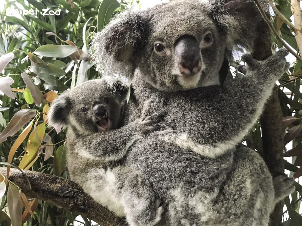 野生無尾熊恐剩3萬隻 北市動物園積極進行域內、外保育