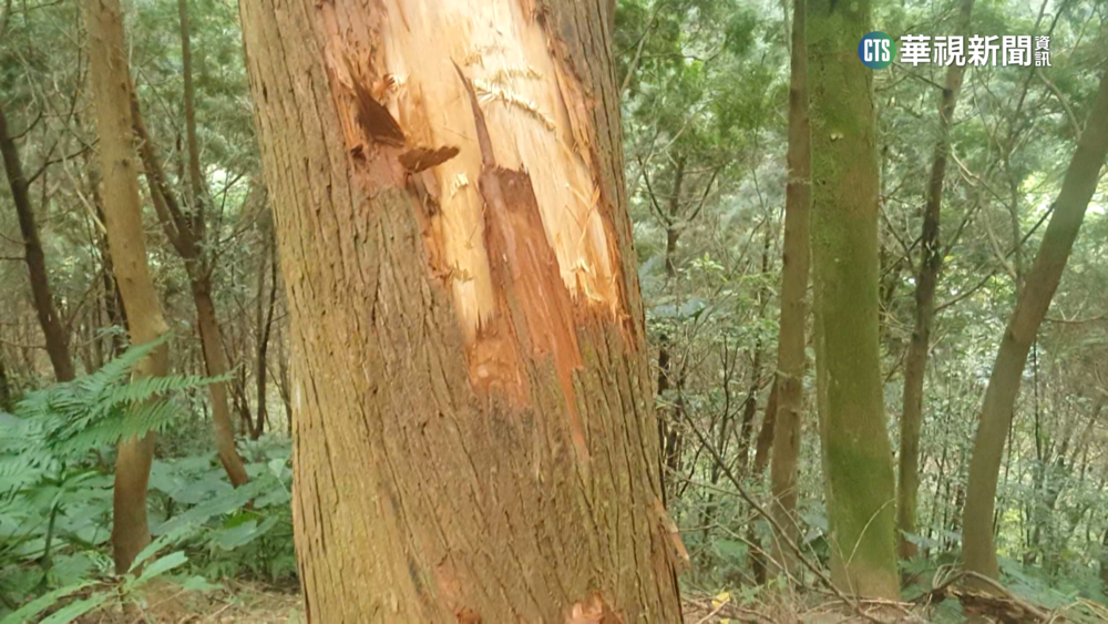 宜蘭燈篙林道櫻花盛開　肖楠樹疑遭遊客剝皮