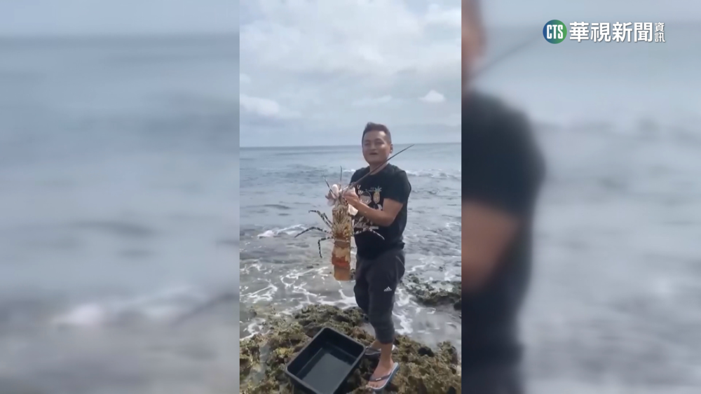 野放大龍蝦被笑賺無錢　"將臨盆"背後藏洋蔥