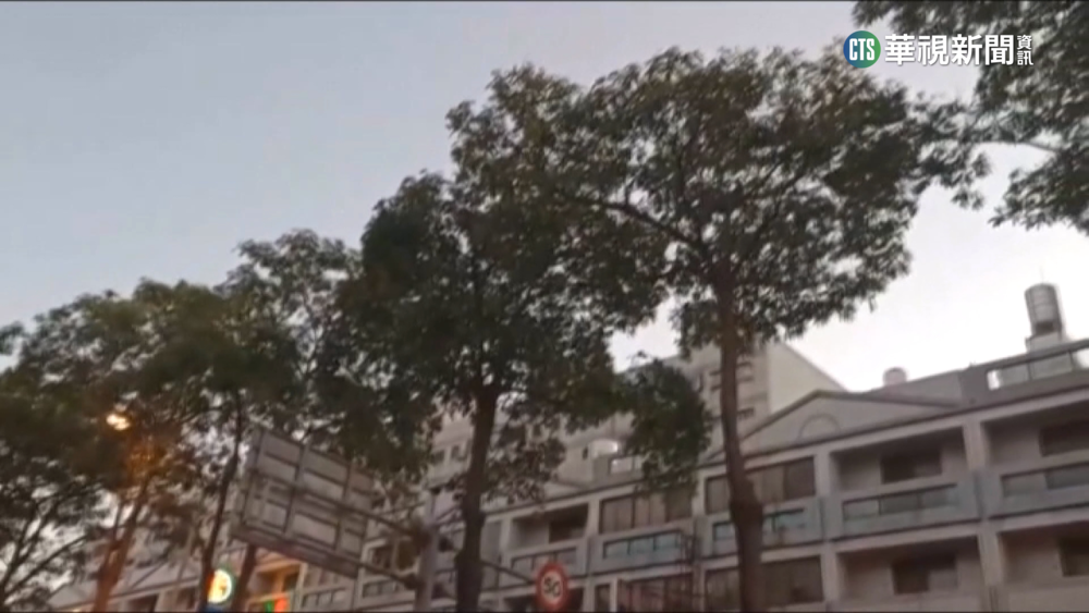 黑板樹上萬雀亂啼　居民難忍噪音轟炸抓狂