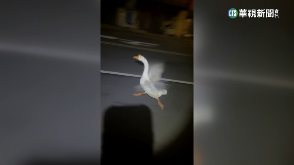 最難抓"逃犯"?! 3警包夾圍捕鵝鴨笑翻民眾