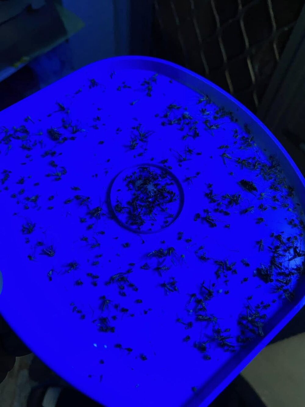 捕蚊燈加雪芙蘭變「滅蚊神器」 網實測驚見超強功效