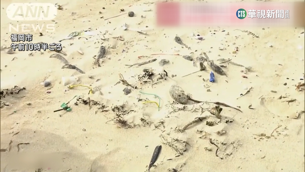罕見！　上百河豚死在福岡海灘　疑天冷害的