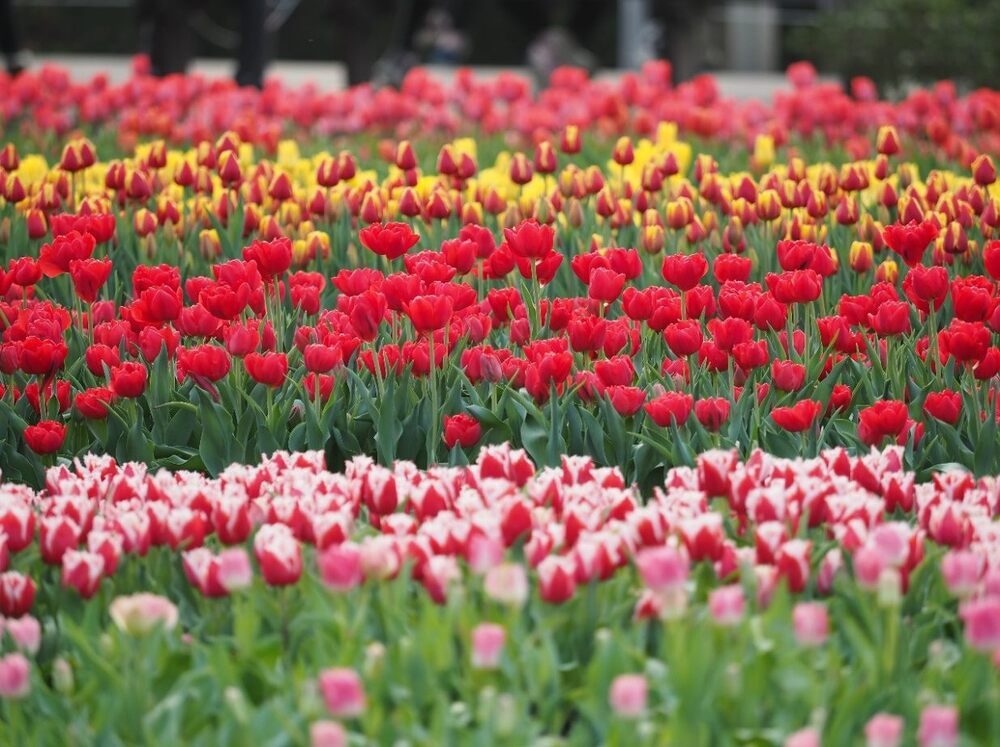 士林官邸鬱金香展最後倒數！ 美食.文創商品各有特色 花博玫瑰展3月登場