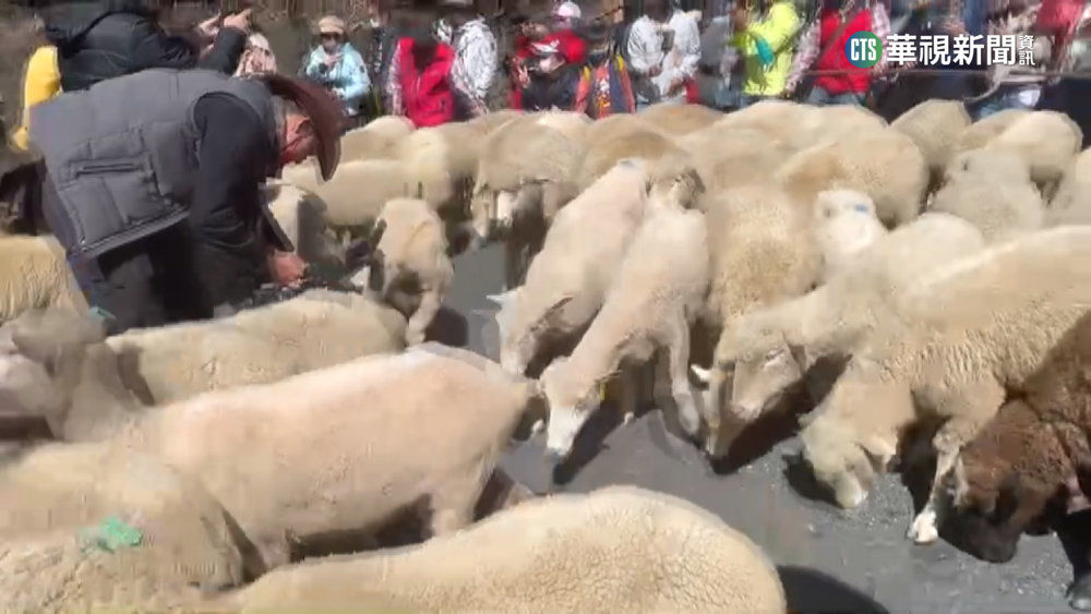 睽違3年"奔羊節" 清境綿羊大軍再上街