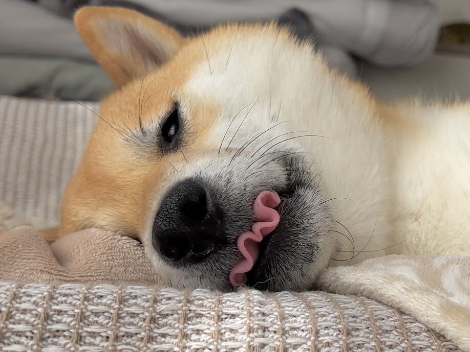 邊睡邊吃？柴柴吐「粉色火腿舌」 萌樣引600萬人朝聖