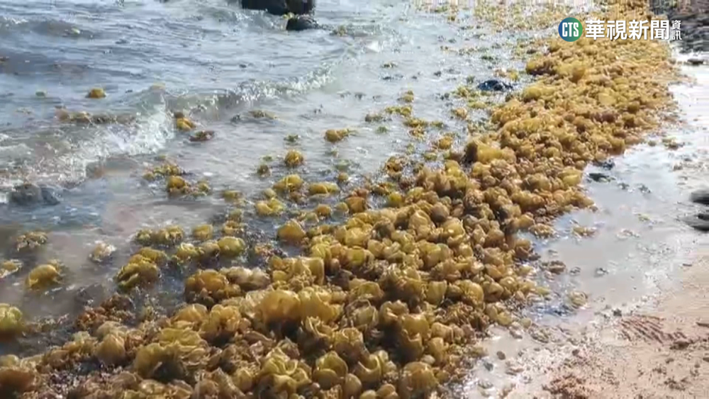 太陽露臉海溫升　澎湖西嶼海邊「海泡泡」大量聚集
