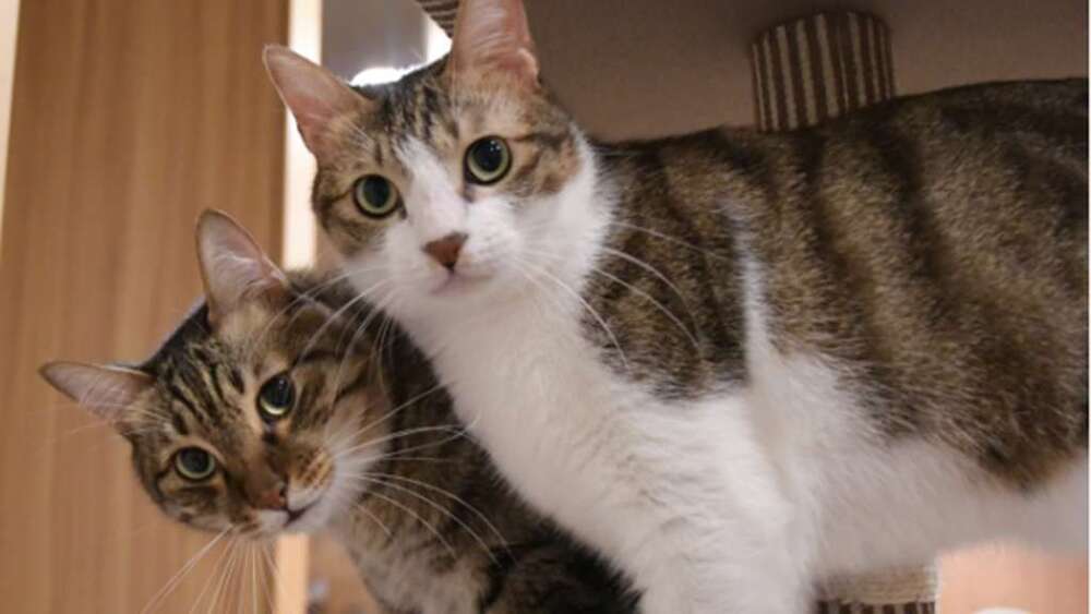 飼主送毛小孩到寵物旅店卻失聯！店家驚覺遭棄養　動保處依法開罰6萬