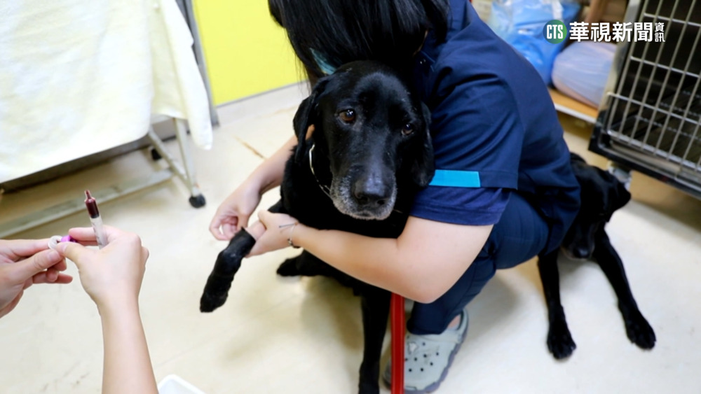 2搜救犬赴土耳其救難　返國健檢萌樣曝