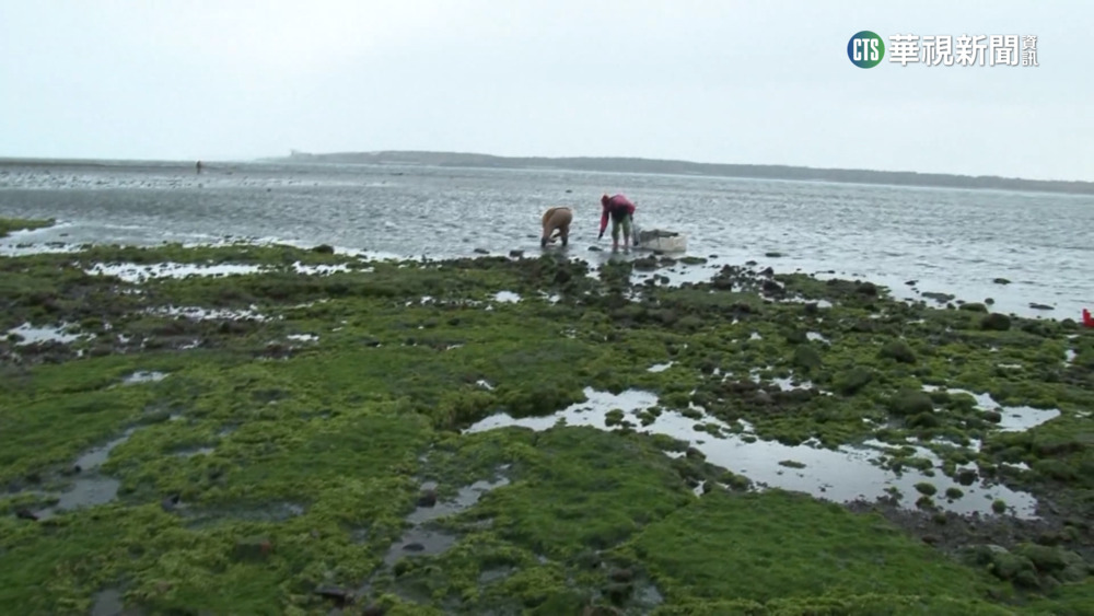海岸「抹茶蛋糕」現蹤？　澎湖消波塊長滿青海菜