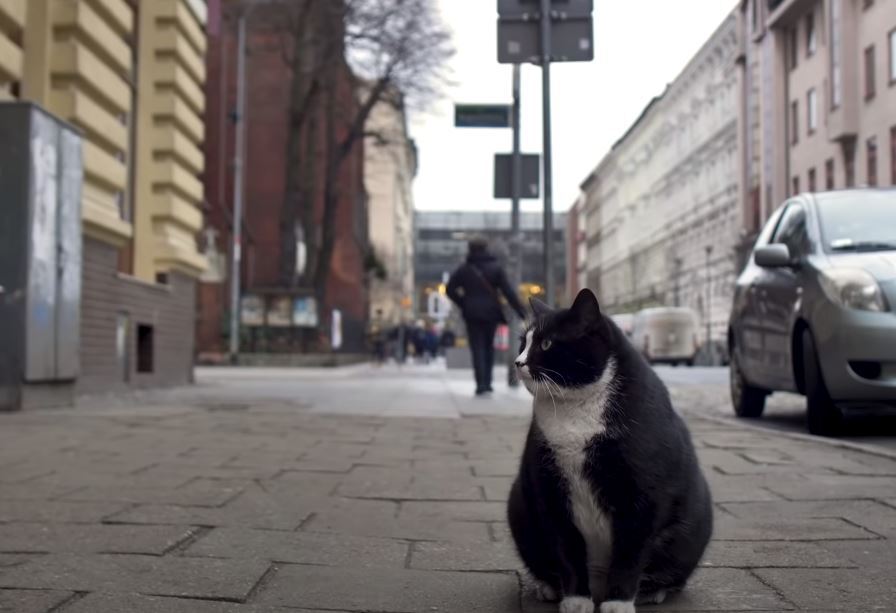 Google「最萌地標」 波蘭肥嘟嘟賓士貓成「5星好評」熱門景點