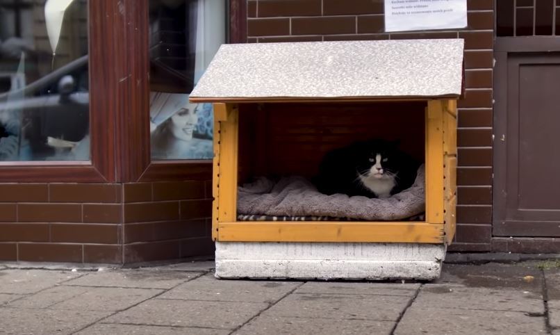 圖片翻攝自 wSzczecinie YouTube