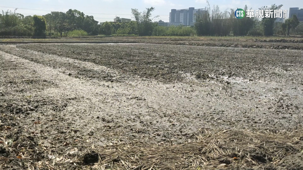 竹北稻農整田卻斷水　水利署：清溝渠抽灌溉水