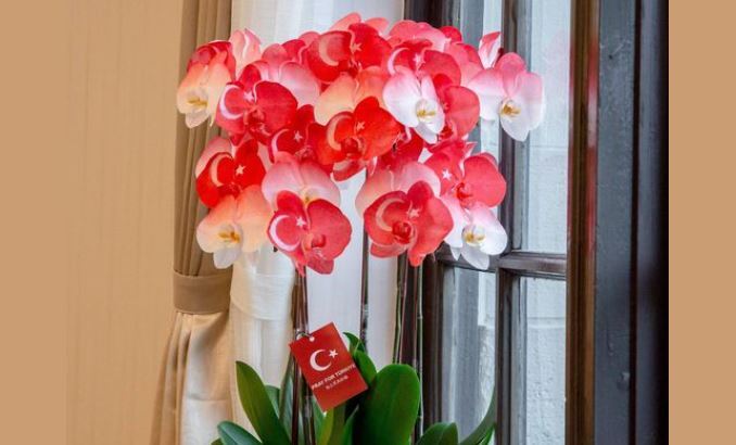 援助土耳其！台人善款破10億新台幣　蔡英文分享土耳其國旗蘭花