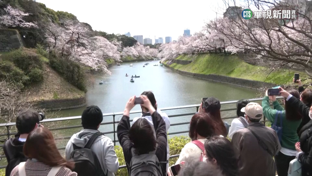 清明連假衝日本賞櫻　東京機票飆漲　來回價近4萬