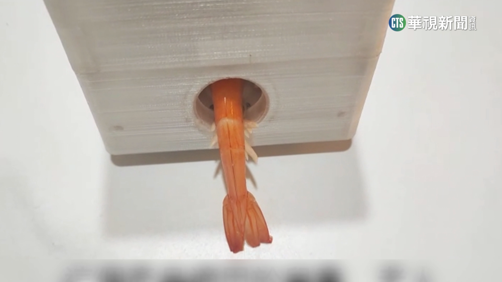 吃蝦免剝殼！　國小生設計「自動剝蝦器」解放雙手