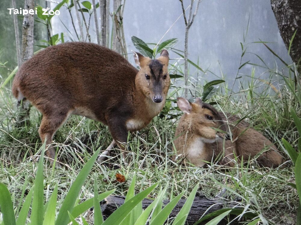 溫和可愛的山羌也藏有尖銳 「獠牙」動物園：輕輕劃過足以割開皮膚