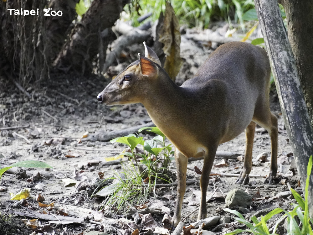 圖片來源 台北市立動物園