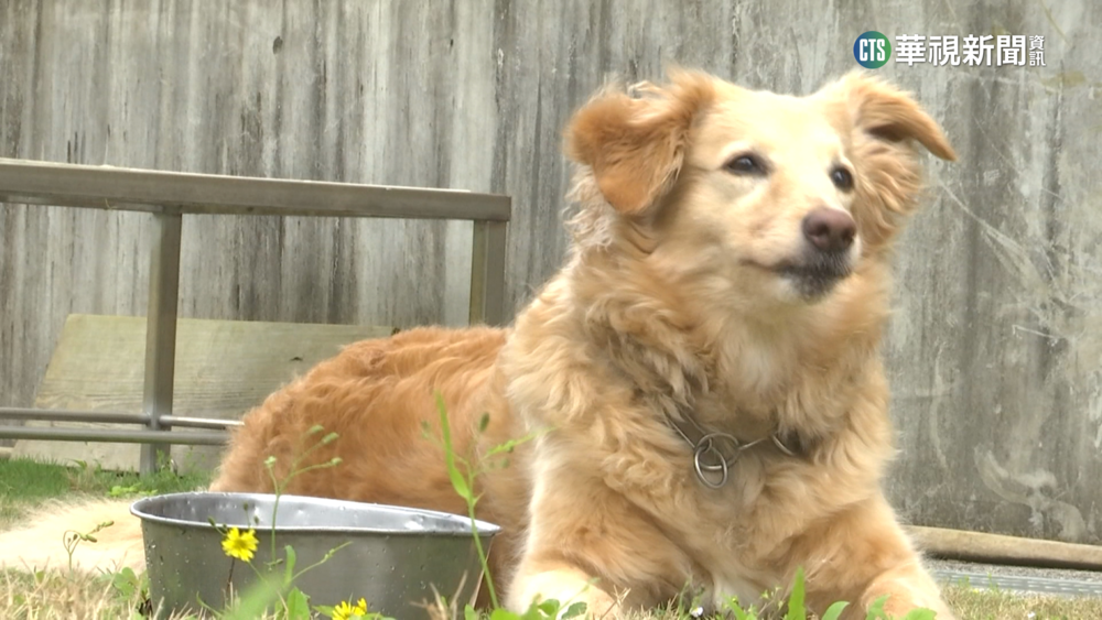 萌翻！　搜救犬「雪」光榮退役　開放民眾領養
