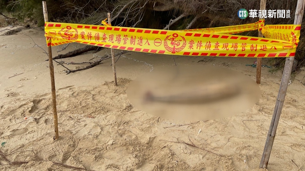 海洋悲歌頻傳！　金門1周3起海豚擱淺死亡