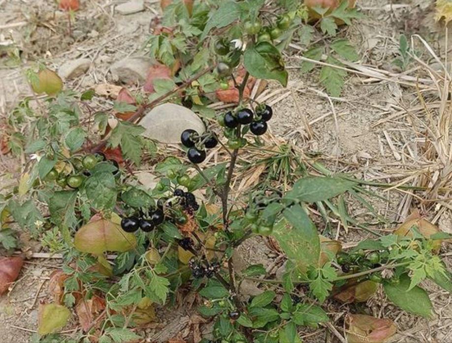 路邊不知名植物喚原PO「兒時回憶」　醫師：含毒性小心服用！