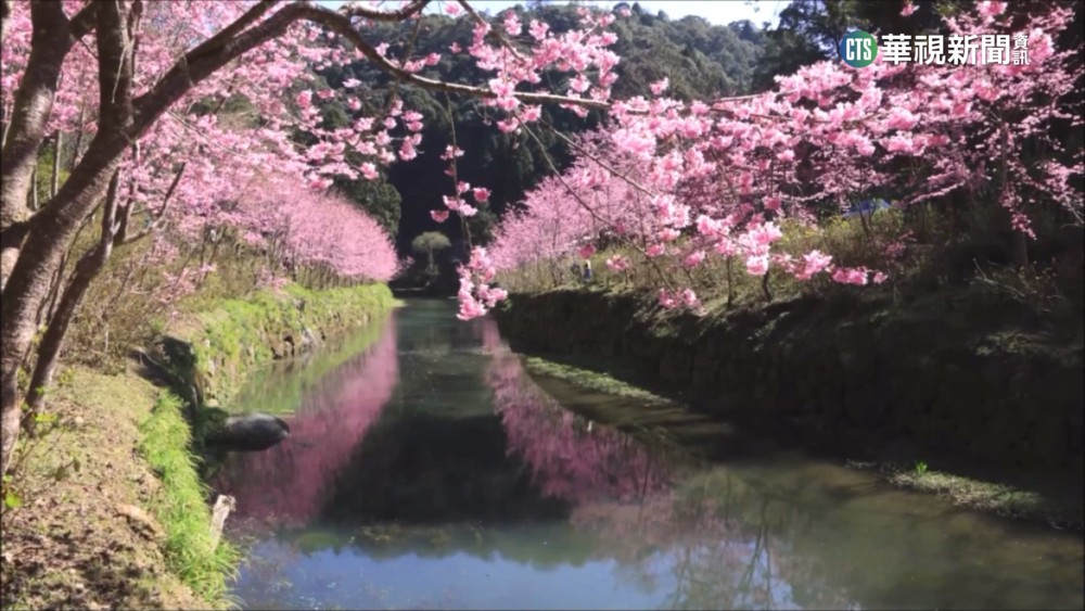 杉林溪櫻花河盛開　粉色倒映如置身日本