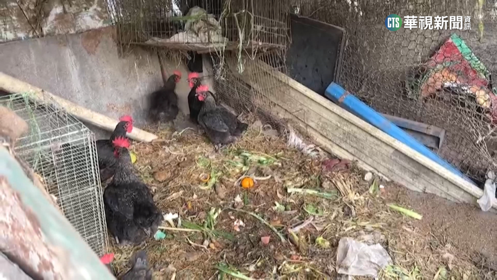 不怕搶蛋限購令　自家養雞1天8顆還能送人