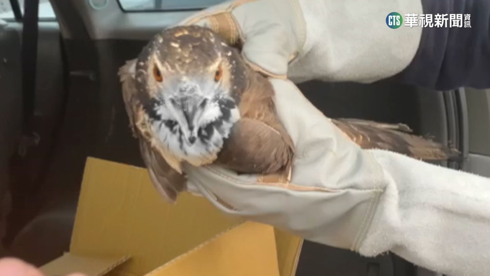二級保育類「東方蜂鷹」　疑遭虐待拔除單翅飛羽