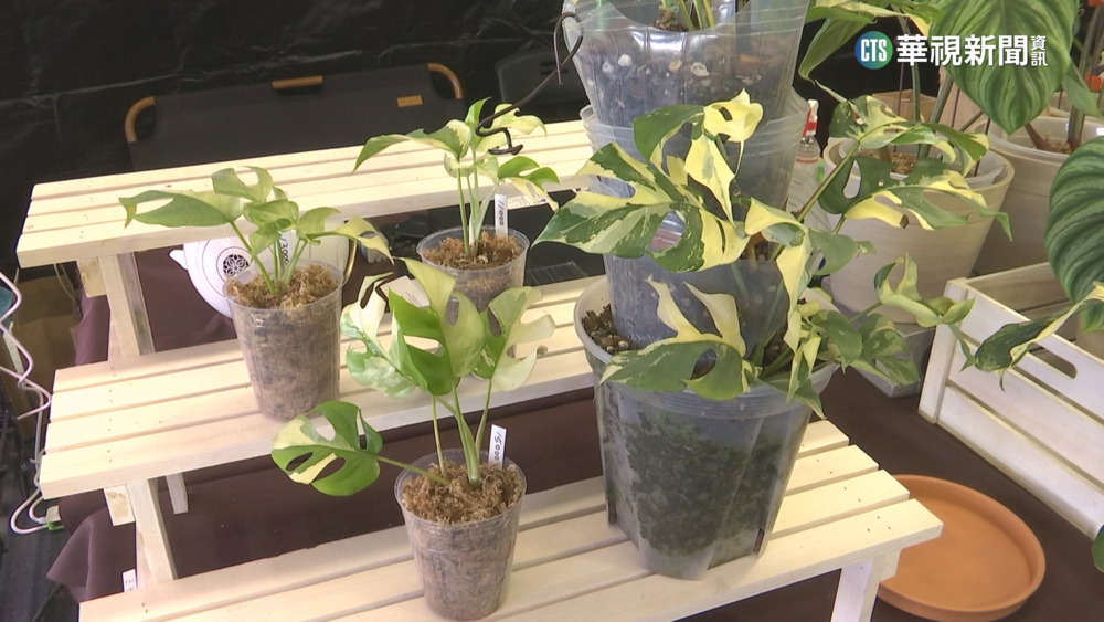 葉片呈鋸齒狀.洞洞不奇怪！　業者：價格恐更高