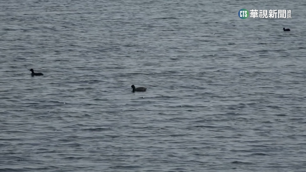 雲林椬梧滯洪池鳥況佳　逾十種鳥類現蹤