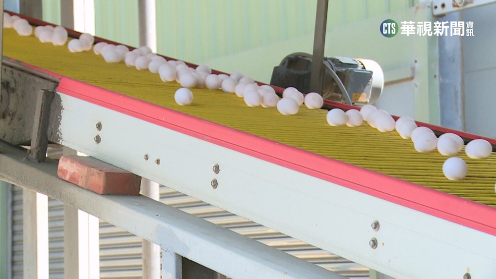 澳洲蛋零售價高！　農委會恐得「倒貼3千萬元」