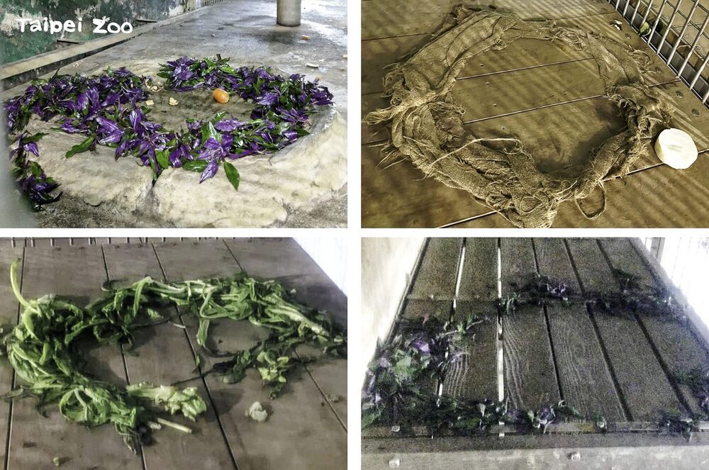 黑猩猩「娃智」把不愛吃的食材排列成一個「圓形魔法陣」，讓保育員好氣又好笑 / 圖文來源 台北市立動物園