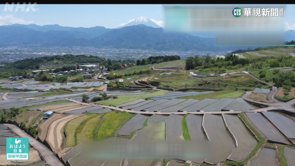 日山梨縣拚保存梯田文化　巧思「米發糕」吸客