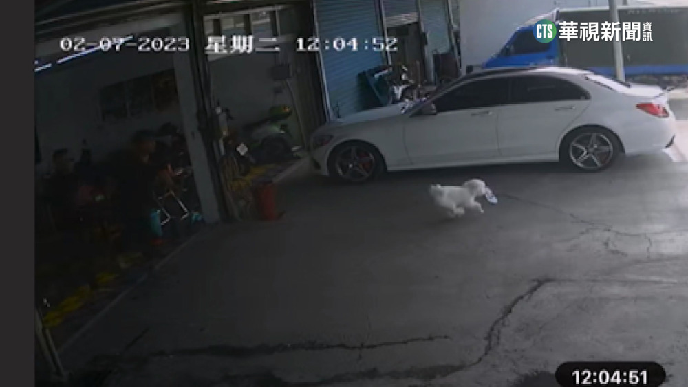 愛犬竄馬路釀車禍乘客傷　飼主有保險可理賠