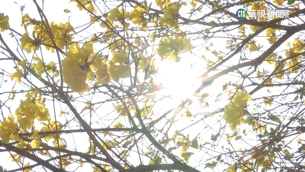 台中黃花風鈴木綻放　陽光灑落花海民眾搶拍