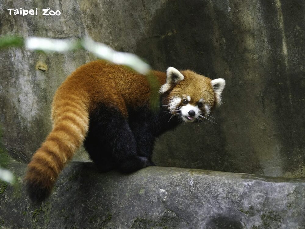 北市動物園響應「世界野生動植物日」 致敬野生動植物保育夥伴